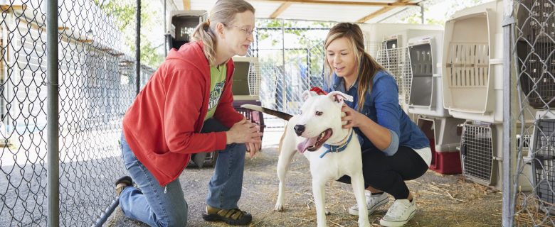 A woman bends down to interact with a dog at a shelter, while a shelter employee looks on.